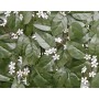 Ograda od umjetnog lišća "Jasmin" zelena 1.0 x 3.0m