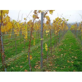 Redni stup za vinograd-v 2500 mm